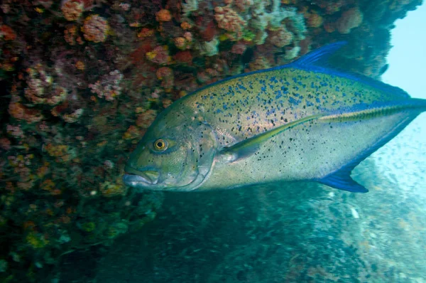 Tropiska Fiskar Blåfenad Trevally Caranx Melampygus Seychellerna — Stockfoto