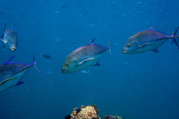 Tropiska Fiskar Blåfenad Trevally Caranx Melampygus Seychellerna — Stockfoto