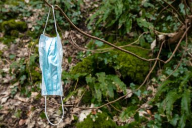 Cerrahi mavi koruyucu yüz maskesi ormanda terk edilmiş. Bir ağaç dalına asılmış.