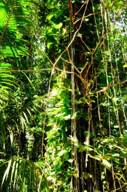 Ormandaki aşırı büyümüş ağaçlar, hava köklü Epipremnum bitkileri. Seyşeller.