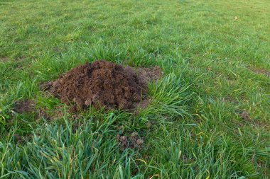 Fotokopi uzayıyla sonbaharda yeşil çimlerde köstebek deliği