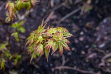 Acer 'ın yeni bahar yaprakları yeni bir bitkide