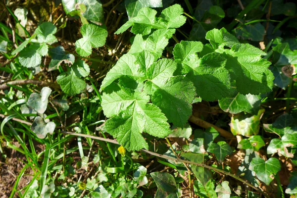 Νέα Φύλλα Φυτρώνουν Την Άνοιξη Hogweed Heracleum Sphondylium — Φωτογραφία Αρχείου