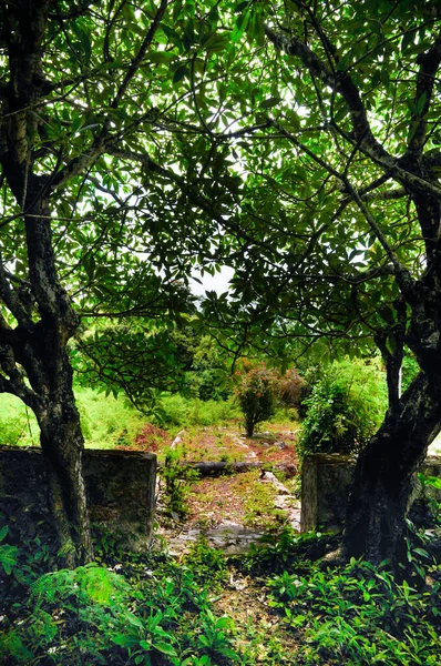 Portão Floresta Com Pequena Parede Duas Árvores Lado Cemitério — Fotografia de Stock