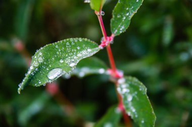 Doğadaki yeşil yaprakların üzerindeki yağmur damlaları