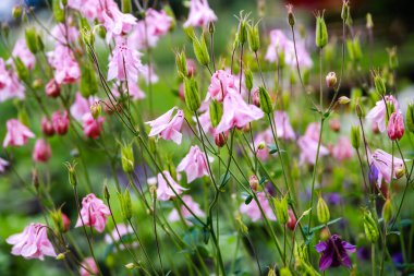 Bahçede ve çayırda güzel yaz çiçekleri