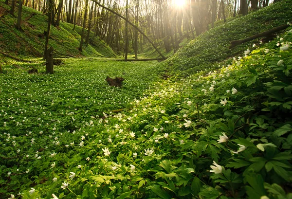 Floreciente bosque verde en los rayos del sol del amanecer —  Fotos de Stock