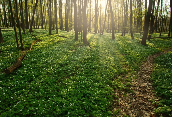 Weg im blühenden grünen Wald, der zur untergehenden Sonne führt — Stockfoto