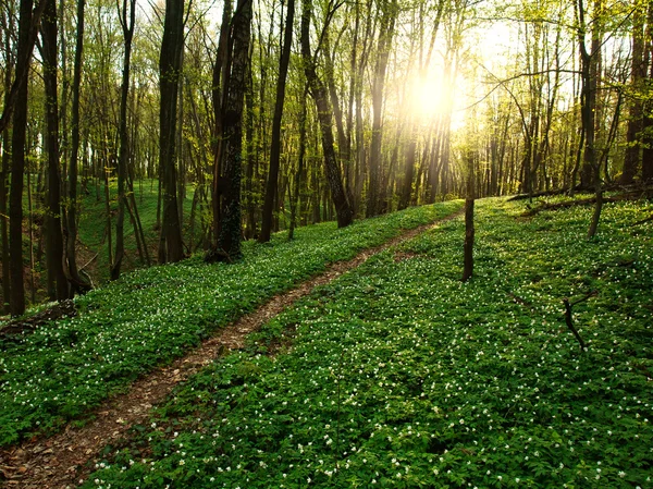 Trilha na floresta verde florescente que conduz ao pôr-do-sol — Fotografia de Stock