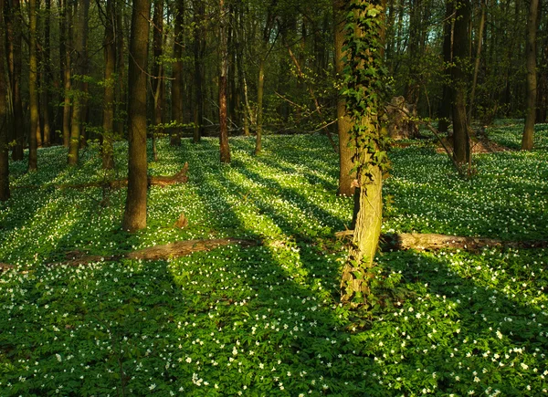 Blühender grüner Wald in den Strahlen der Morgensonne — Stockfoto