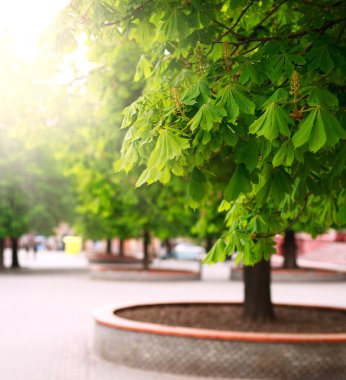 Kestane ağaçları yeşil şehir Park sokak