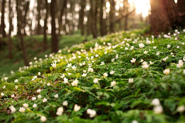 Flori înfloritoare în pădurea însorită de primăvară verde — Fotografie, imagine de stoc