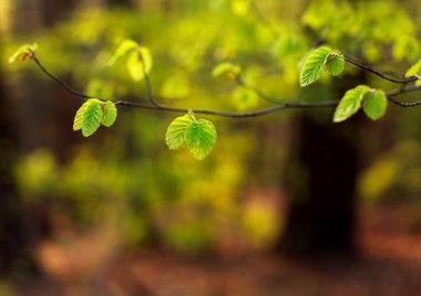 Ağaç ormandaki Yeşil taze yaprakları ile genç dalları 