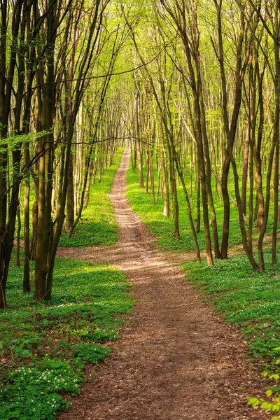 Sendero forestal en florecientes bosques verdes al atardecer —  Fotos de Stock