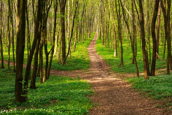 Forest pathway in blossoming green woods at sunset — Stock Photo, Image