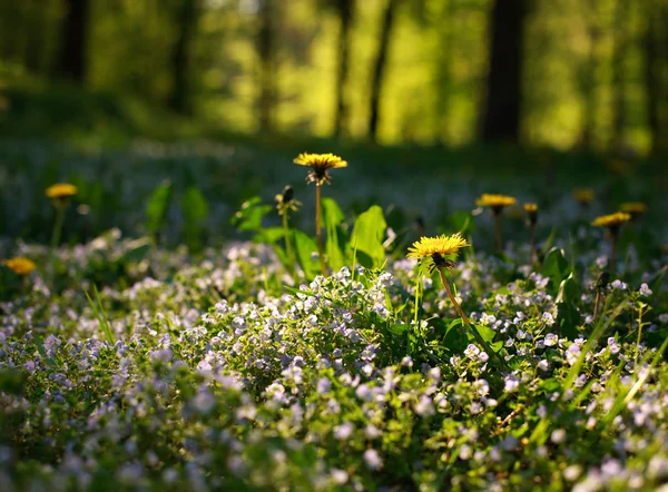 Prairie florale fleurie sur fond de forêt au soleil — Photo