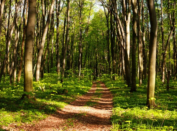 Camino del bosque en bosques verdes al atardecer brillan —  Fotos de Stock