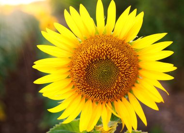 Yeşil alan arka plan üzerinde sarı ayçiçeği closeup çiçeklenme