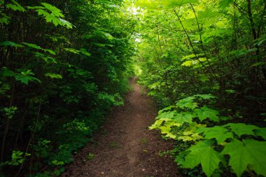 Yeşil yaprak döken orman, doğa arka plan yolunda
