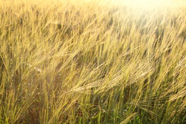 Arka plan buğday alan Parlatıcı parlak güneş ışığı tarafından