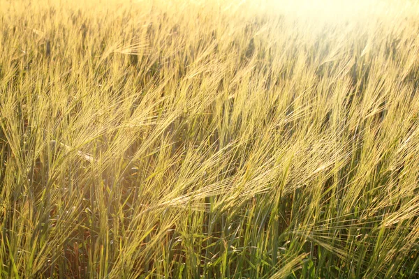 Fondo campo de trigo brillan por la luz del sol brillante —  Fotos de Stock