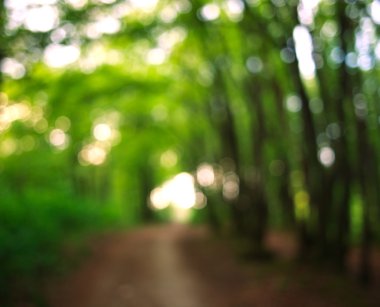 Arka plan doğa ülke iz yeşil orman bulanıklık 