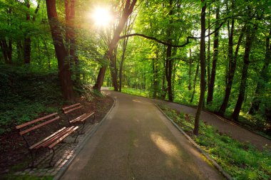 Güzel güneşli akşam yeşil şehir parkı