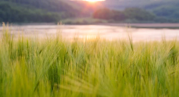 Belleza naturaleza fondo, campo de trigo verde al atardecer — Foto de Stock