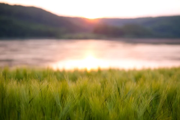 Belleza naturaleza fondo, campo de trigo verde al atardecer — Foto de Stock