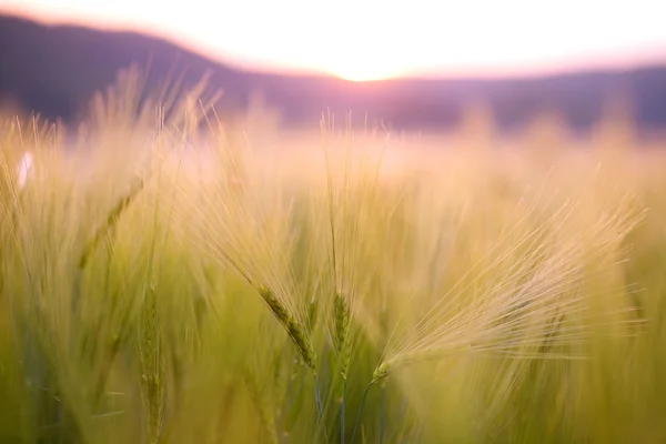 Красота природный фон, зеленое пшеничное поле на закате — стоковое фото