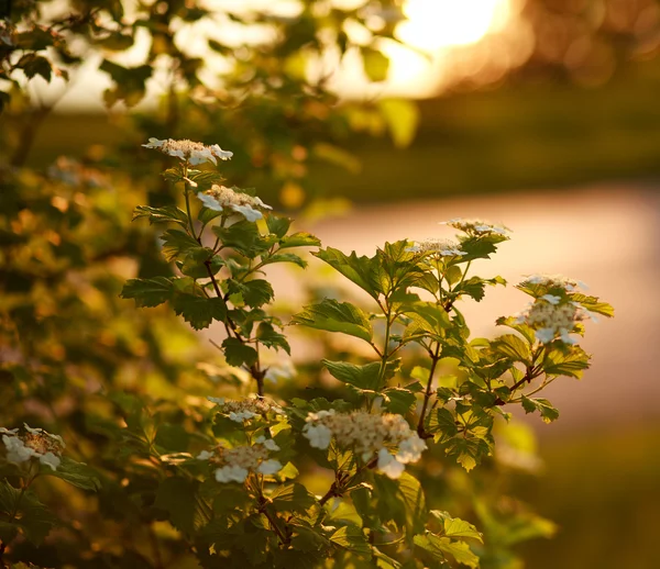 Όμορφη φύση φόντο λουλούδια που ανθίζουν κατά το ηλιοβασίλεμα — Φωτογραφία Αρχείου