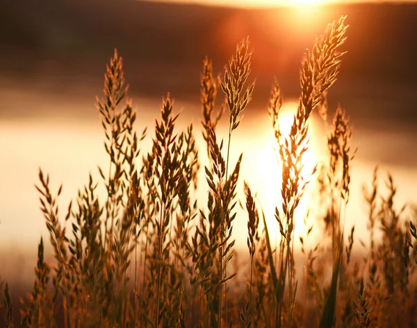 Hermosa naturaleza de fondo creciente tallos de hierba contra el sol — Foto de Stock