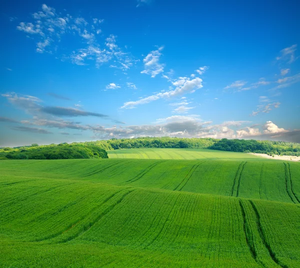 Arka plan gökyüzü kırsal tarım peyzaj, yeşil sahada — Stok fotoğraf