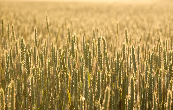 Growing wheat close-up in morning dew on background of sunrise — Stock Photo, Image