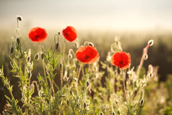 Flowers red poppies blooming in field in rays of dawn — Stock Photo, Image