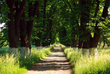 Ağaçlar, arka plan yaz Parkı içinde kırsal patika