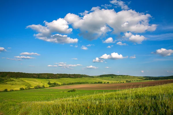 Mavi gökyüzü arka plan üzerinde büyüyen buğday yeşil alan — Stok fotoğraf