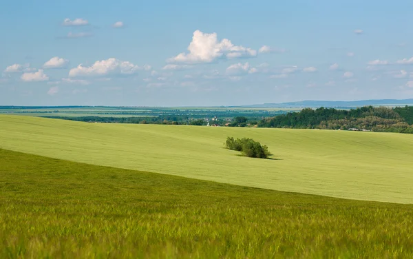 Зеленое поле пшеницы растет на голубом фоне неба — стоковое фото