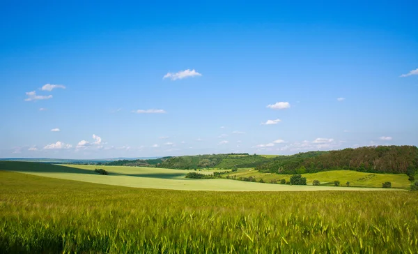 Campo verde de trigo creciendo sobre fondo azul del cielo — Foto de Stock