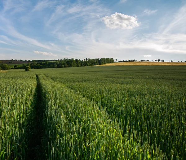 Mavi gökyüzü arka plan üzerinde büyüyen buğday yeşil alan — Stok fotoğraf