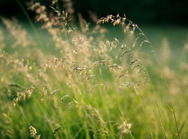 Taze yaz çim sahası, şafak güneş ışığı, doğa arka plan