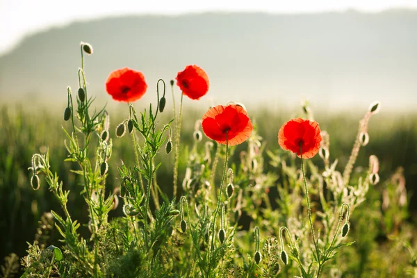 Flowers red poppies blooming in field in the rays of sunrise — Stock Photo, Image