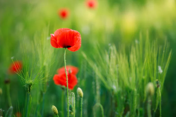 Flowers red poppies blooming in green field — Stock Photo, Image