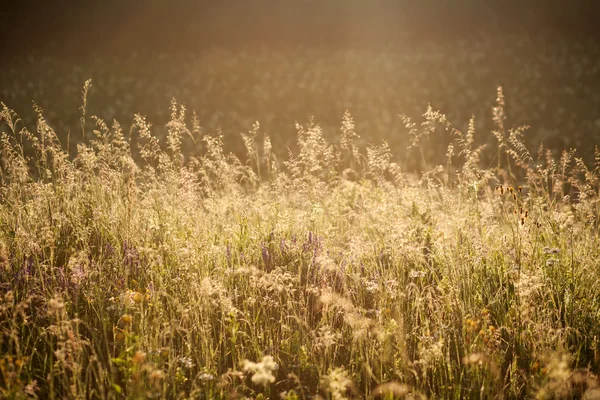 Gebied van gras en bloemen zomer weide natuur achtergrond — Stockfoto