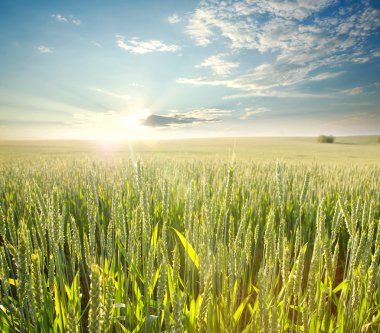 Dawn, gökyüzü arka plan üzerinde ışınlarının alanında taze buğday