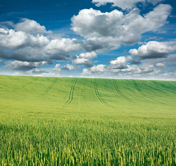 Yeşil buğday alan arka plan mavi gökyüzü ve bulutlar üzerinde — Stok fotoğraf
