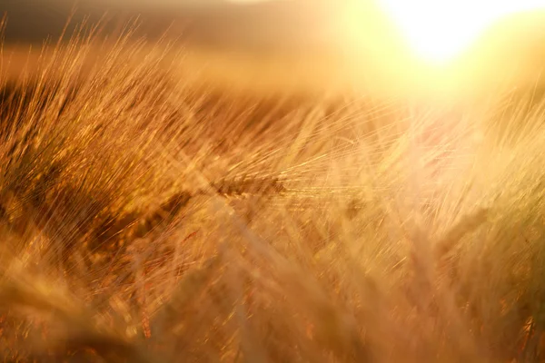 Orejas de campo de trigo primer plano sobre fondo claro puesta de sol — Foto de Stock