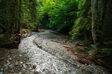 Eski kayalık dağ orman içinde su akışı