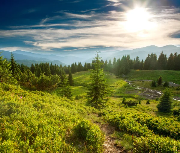 Grön pinjeskog i bergen på sunset himmel bakgrund — Stockfoto