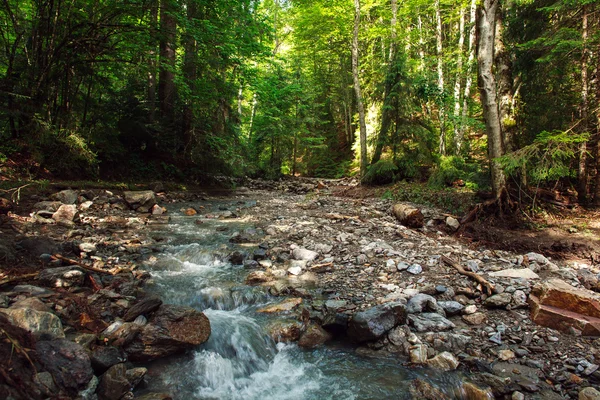 Fluxo de água na antiga floresta montanhosa rochosa — Fotografia de Stock